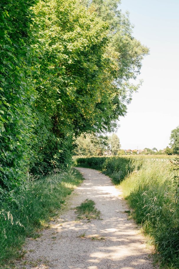 Schlenderweg gesäumt von Bäumen und hohem Gras unter klarem blauen Himmel.