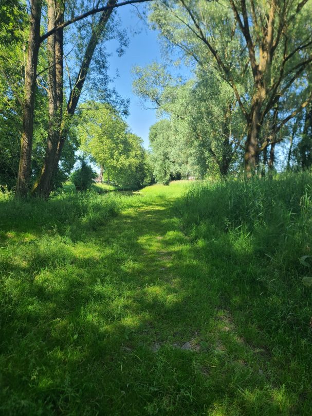 Grüner Weg zwischen Bäumen und hohem Gras unter blauem Himmel.