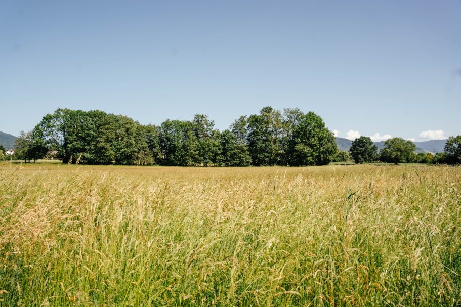 Grünes Feld mit hohem Gras und Bäumen im Hintergrund unter blauem Himmel.